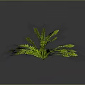 Vibrant Green Fern Plant With Lush Feathery Fronds On Dark Background
