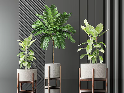 Indoor Potted Plants of Various Sizes on Wooden Stands with Dark Striped Wall Background 3d model