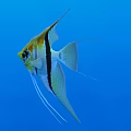 Colorful Angelfish With Yellow White Black Stripes And Long Fins Swimming In Blue Water