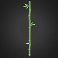 Tall Healthy Green Bamboo Plant with Straight Slender Stalk and Fresh Leaves