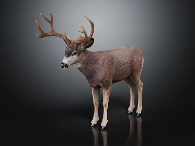 Brown Buck With Large Antlers Standing On Black Background Showing Reflection 3d model