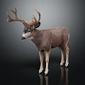 Brown Buck With Large Antlers Standing On Black Background Showing Reflection 3d model