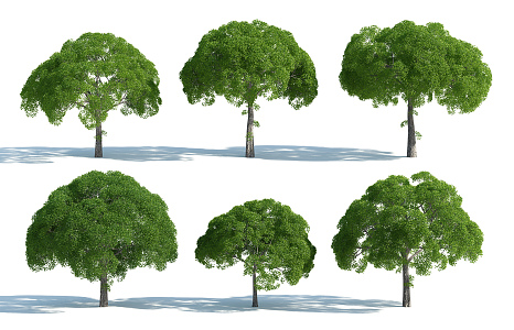 The Modern Tree 3d model