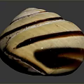 Shiny Spiral Shell With Cream White Base And Dark Brown Stripes