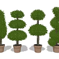 Green Bonsai Potted Plants With Various Shaped Designs In Brown Clay Pots