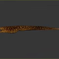 Long Brown Patterned Animal With Large Head Open Mouth Gray Gradient Background Highlighted Prehistoric Reptile