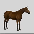 Brown Horse Standing Against Black Background With Full Body Isolated View