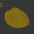 Organ And Hair Related Structure With Brown Shell Striped Surface