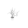 Decorative Indoor Plant With Twisted Bare Branches In White Ceramic Pot