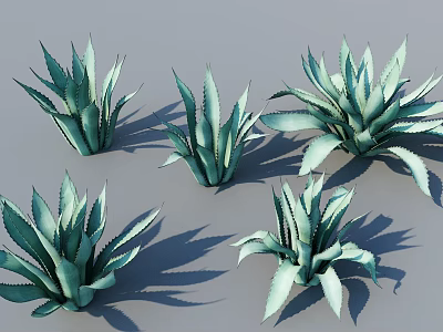 Five Green Succulent Potted Plants With Broad Leaves And Gray Background Shadows 3d model