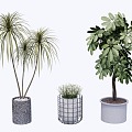 indoor potted plant 3d model