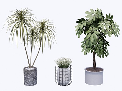 indoor potted plant 3d model