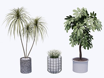 indoor potted plant 3d model