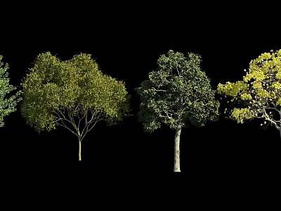Collection of Diverse Trees with Various Foliage Shapes on Black Background 3d model