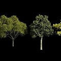 Collection of Diverse Trees with Various Foliage Shapes on Black Background