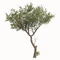Tall Arbor Tree With Thick Brown Trunk Lush Green Leaves And Natural Branches
