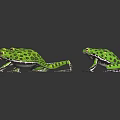 Five Green Spotted Frogs in Various Poses on Black Background with Reflections 3d model