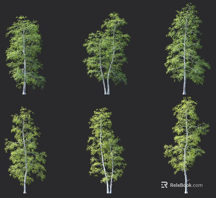 Birch Trees With Green Foliage And White Trunks In Various Poses For Design 3d model 