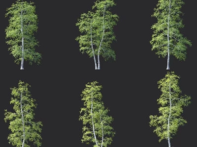 Birch Trees With Green Foliage And White Trunks In Various Poses For Design 3d model