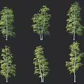 Birch Trees With Green Foliage And White Trunks In Various Poses For Design