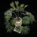 Lush Green Palm Plant In Decorative Ornate Planter With Square Base