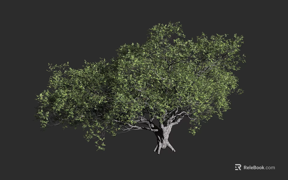 Arbor Featuring Lush Green Foliage And Spreading Branches With Thick Trunk 3d model