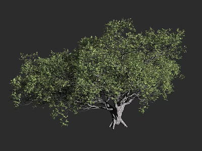 Arbor Featuring Lush Green Foliage And Spreading Branches With Thick Trunk 3d model