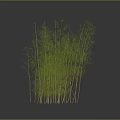 Tall Green Bamboo Clump With Slender Stems And Fresh Leaves Growing Naturally