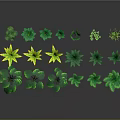 Green Plants With Various Leaf Shapes Arranged On Gray Background