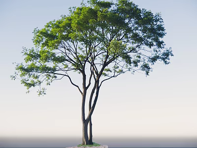 Lush Green Arbor With Multiple Trunks And Dense Foliage Against Clear Sky 3d model