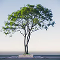 Lush Green Arbor With Multiple Trunks And Dense Foliage Against Clear Sky