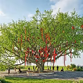 Tall Tree With Lush Green Leaves Red Ribbons Colorful Square Decorations And People Gathering Around