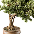 Small and Large Bonsai Plants with Lush Green Foliage and Exposed Roots in Ceramic Pots