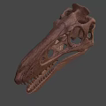 Detailed Dinosaur Skull Fossil With Anatomical Structure And Sharp Teeth 3d model
