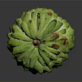 Fresh Green Sugar Apple Tropical Fruit With Textured Skin And Orange Spots