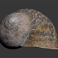 Unique Colorful Textured Marine Snail Shell Showcased On Dark Reflective Background