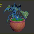 Green Leafy Plant with Yellow Veins Growing in Orange Terracotta Pot