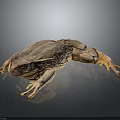 Brown Frog With Textured Skin Resting On Smooth Reflective Surface 3d model