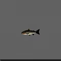 Detailed View Of Rainbow Trout With Colorful Body Black Spots And Yellow Fins