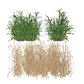 Fresh Green and Dried Brown Grass Clusters in Natural