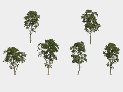 Arbor Trees In Various Forms With Green Foliage Displayed On White Background 3d model
