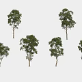 Arbor Trees In Various Forms With Green Foliage Displayed On White Background 3d model