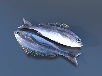 Two Fresh Silver Whole Fish With Shiny Scales And Clear Eyes 3d model