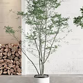 Green Potted Plants In White Cylindrical Pots With White Wall Arched Windows And Wood Logs
