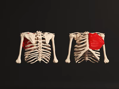 Human Thoracic Skeleton Anatomical Models Showing Chest Organs Internal Structure 3d model