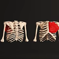 Human Thoracic Skeleton Anatomical Models Showing Chest Organs Internal Structure