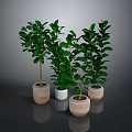 Four Green Indoor Potted Plants In Different Colored Pots Against Gray Background