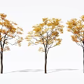 Three Tall Arbor Trees With Yellow Autumn Leaves And Shadows On White Background
