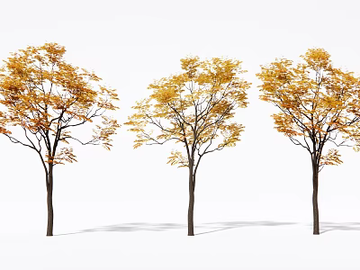 Three Tall Arbor Trees With Yellow Autumn Leaves And Shadows On White Background 3d model