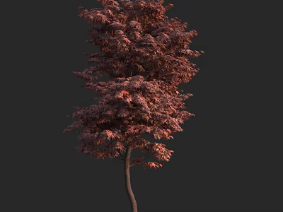 Tall Tree With Red Leaves And Slender Trunk Against Dark Background 3d model